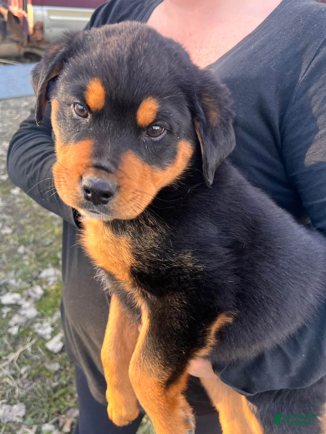 Rottweiler dogs for sale: Max  - Ad 1