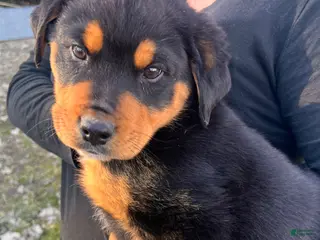 Rottweiler dogs Max - Ad 35