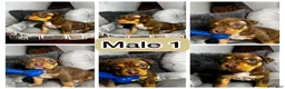 American Bully dogs for sale: Male 1 – Titan (Chocolate Tri) - Ad 2