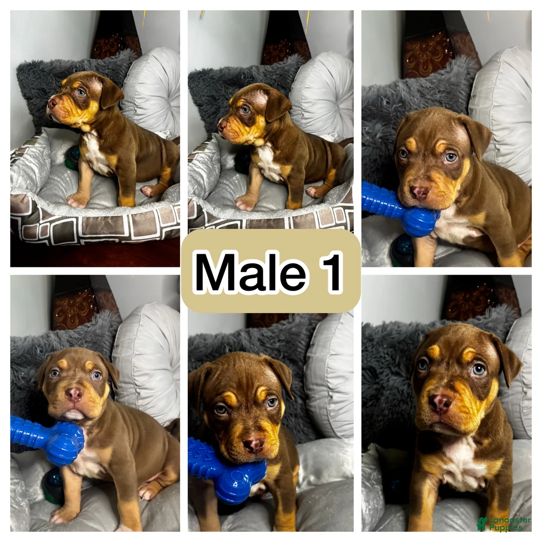 American Bully dogs for sale: Male 1 – Titan (Chocolate Tri) - Ad 2
