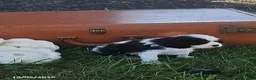 Cavalier King Charles Spaniel dogs for sale: Mason - Ad 5