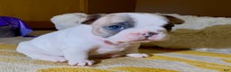 French Bulldog dogs for sale: Abbi - Ad 4