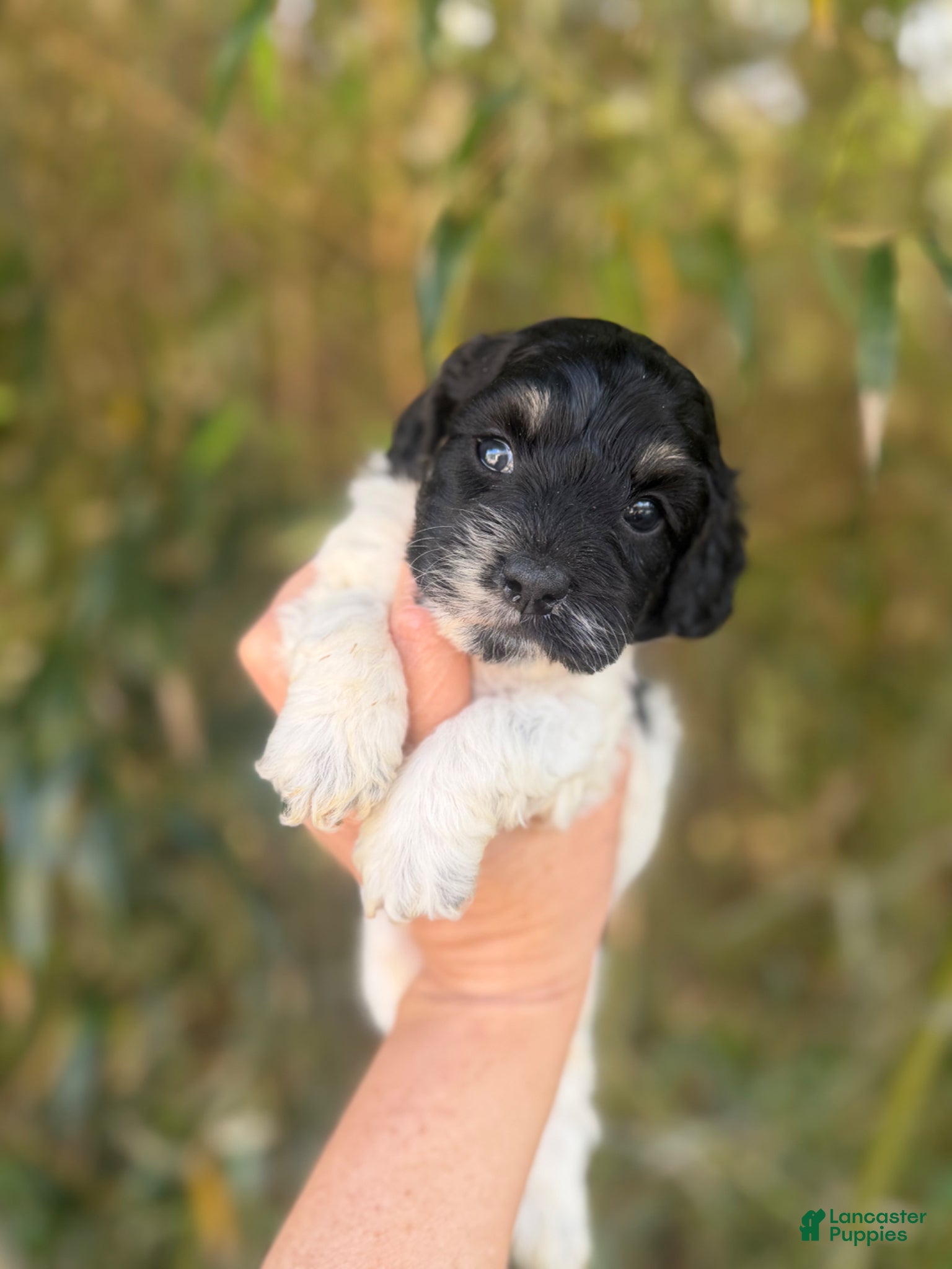 Cockapoo dogs Cockapoo Puppy 1 - Ad 5