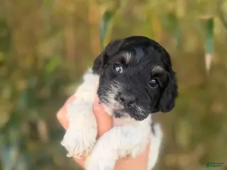 Cockapoo dogs Cockapoo Puppy 1 - Ad 5