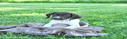 German Shorthaired Pointer dogs for sale: Gem  - Ad 5