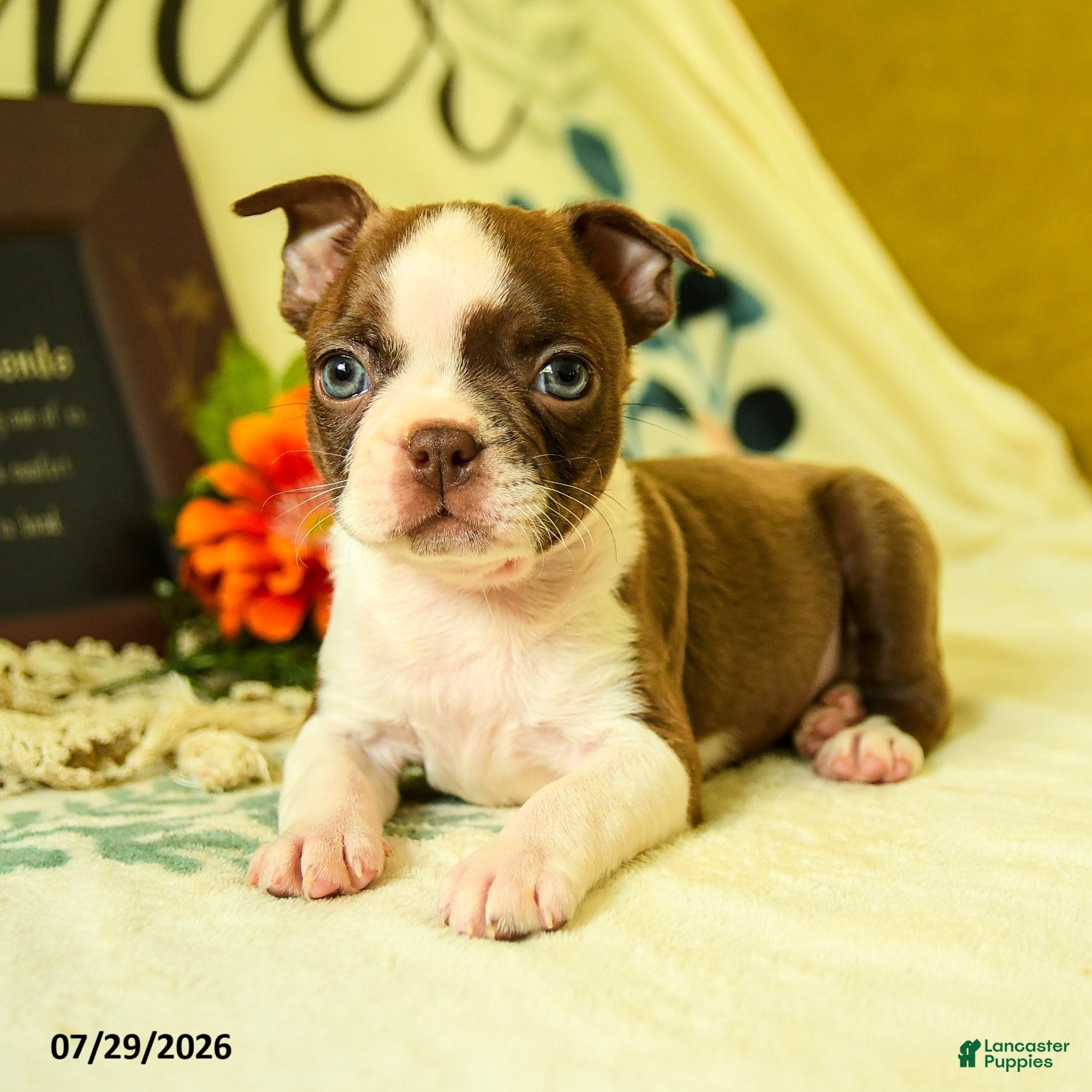Boston Terrier dogs Zeus - Ad 2