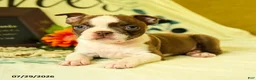 Boston Terrier dogs for sale: Zeus - Ad 2