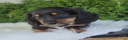 Miniature Dachshund dogs for sale: Venture  - Ad 19