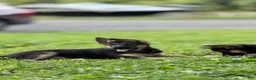 German Shepherd dogs for sale: German Shepherd 1 - Ad 2