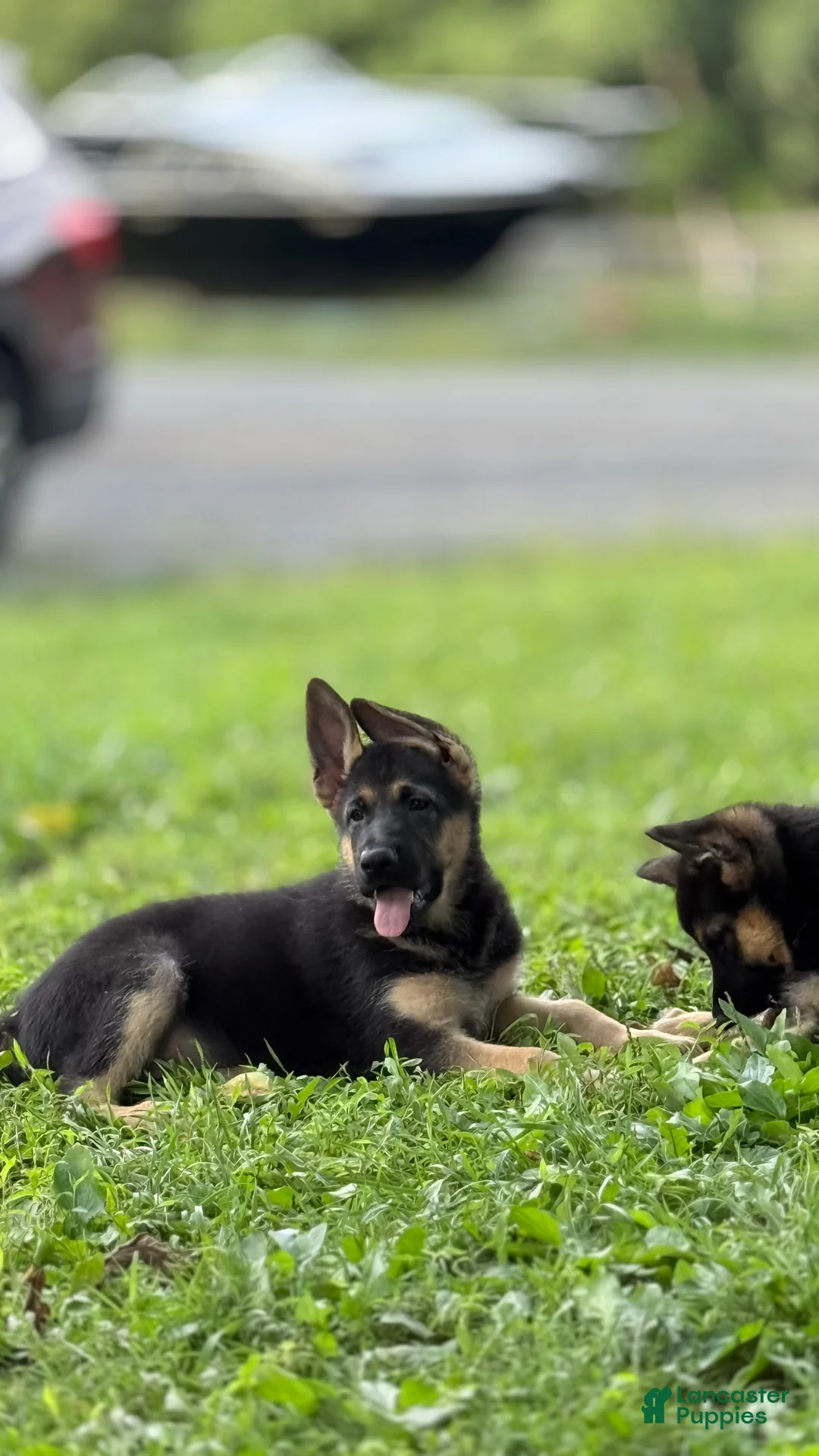German Shepherd dogs for sale: German Shepherd 1 - Ad 2