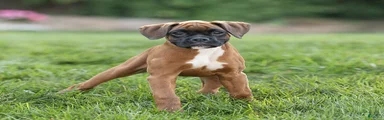 Narissa Boxer 