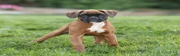 Boxer dogs for sale: Narissa Boxer  - Ad 1
