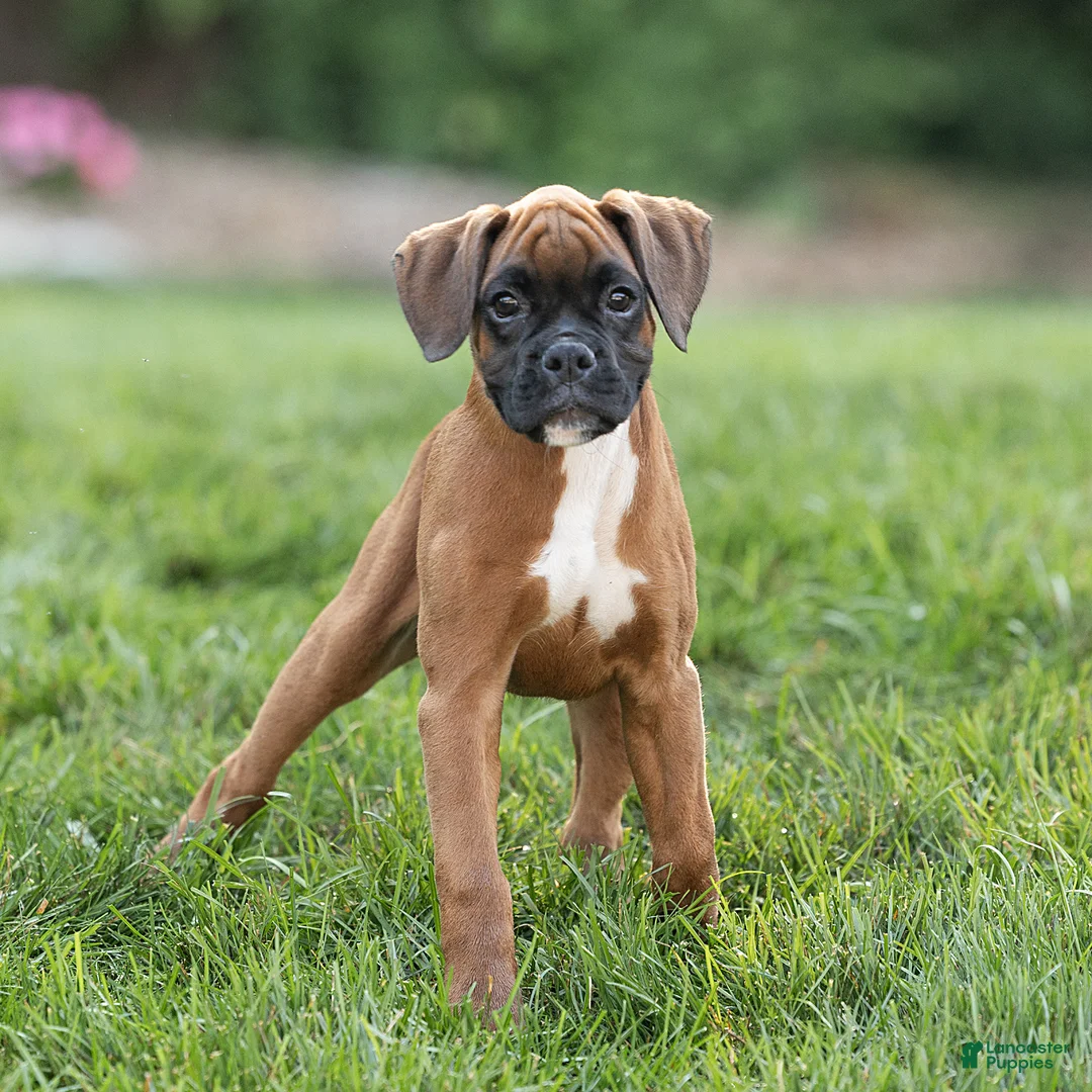 Boxer dogs for sale: Narissa Boxer  - Ad 1