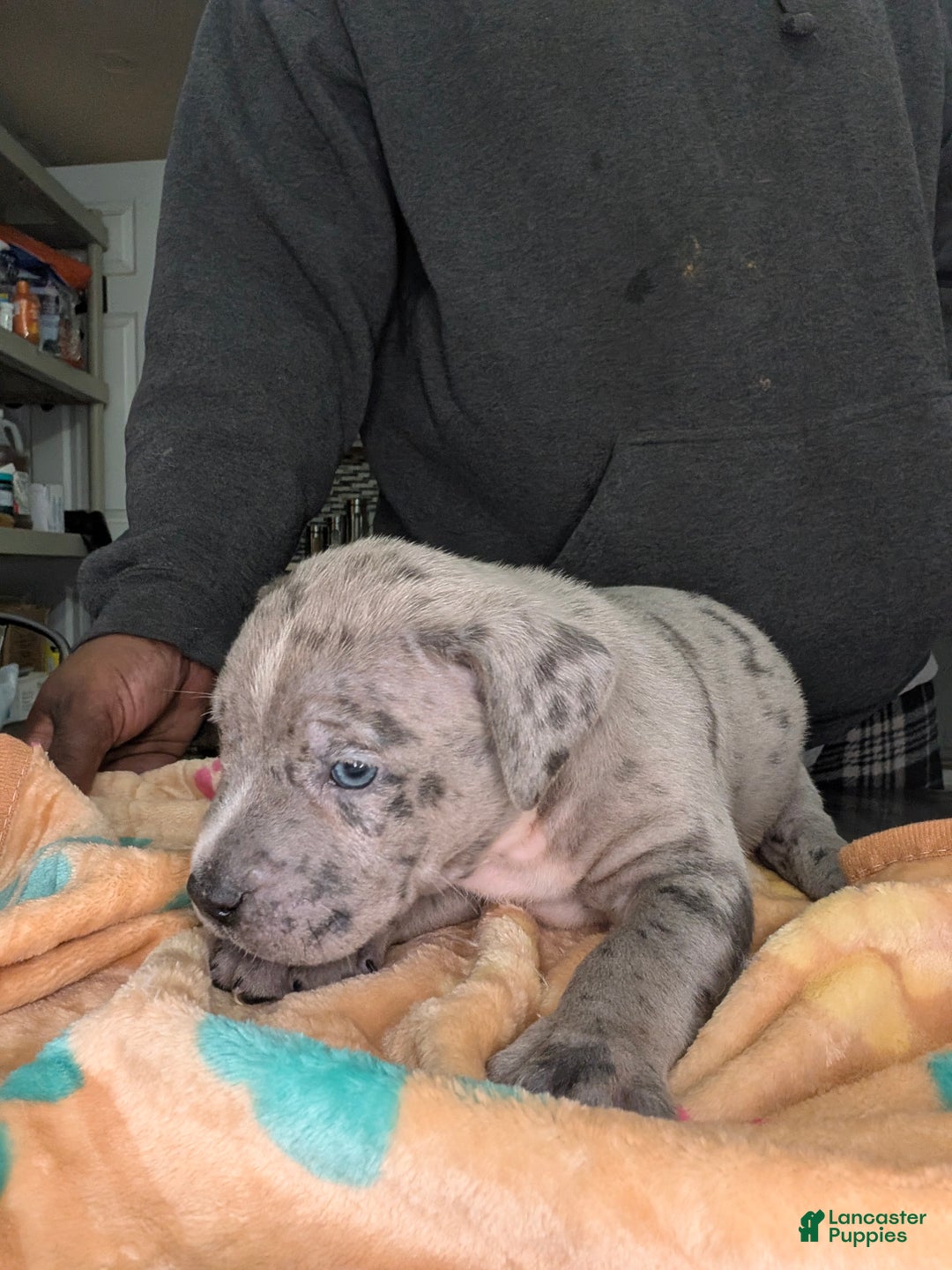 American Bully dogs for sale: American Bully Puppy 2 - Ad 3