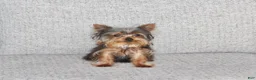 Yorkshire Terrier dogs for sale: Peanut - Ad 7