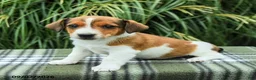 Jack Russell Terrier dogs for sale: Marlo - Ad 1