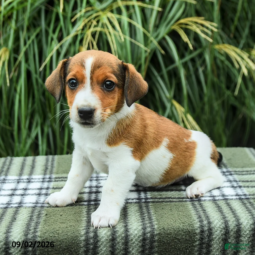 Jack Russell Terrier dogs for sale: Marlo - Ad 1