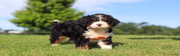 Mini Bernedoodle dogs for sale: Rocky - Ad 4