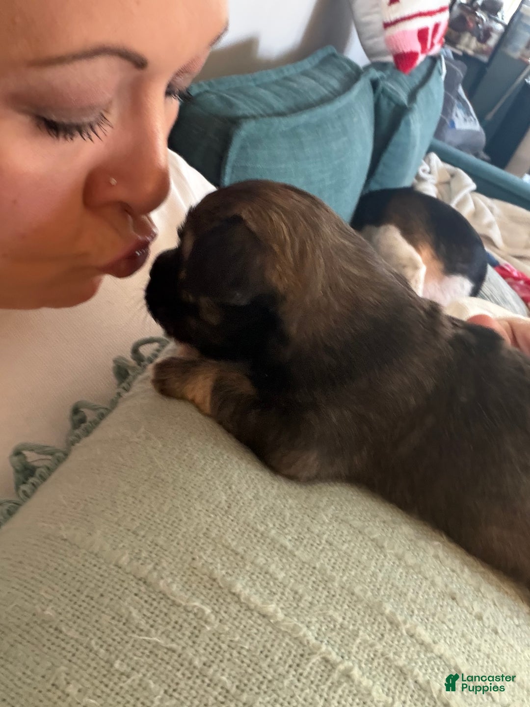 Chihuahua dogs for sale: Emmy - Ad 5