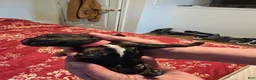 Standard Poodle dogs for sale: Pink Collar - Ad 4