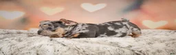 French Bulldog dogs for sale: Abby - Ad 8