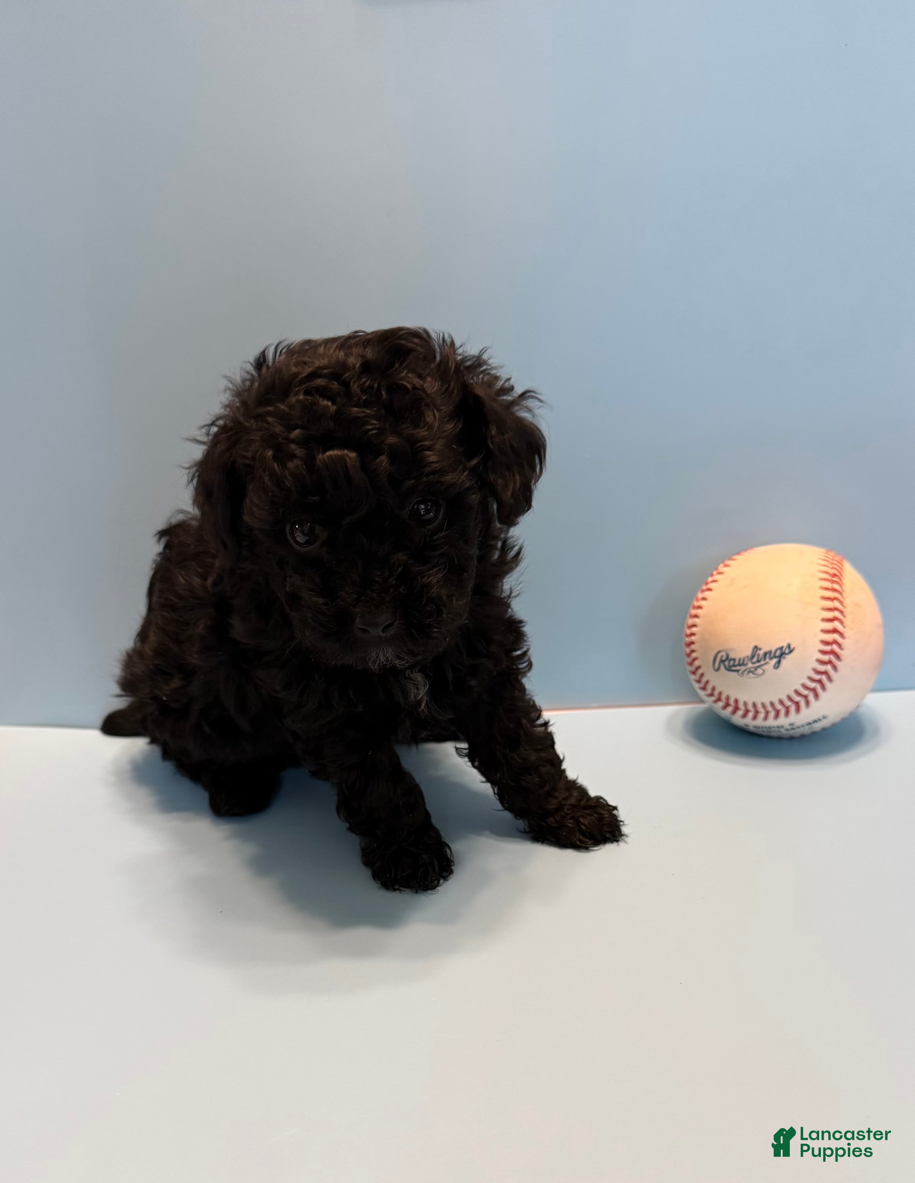 Toy Poodle dogs Buddy teacup  - Ad 2