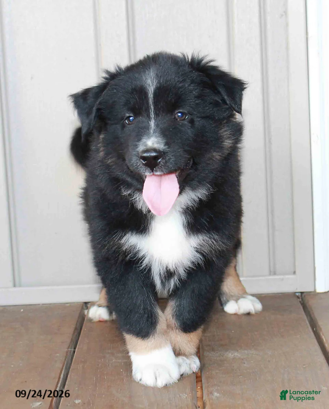 Mixed Breed dogs for sale: Clayton - Ad 3