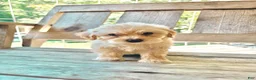 Mixed Breed dogs for sale: Mixed Breed 1 - Ad 5