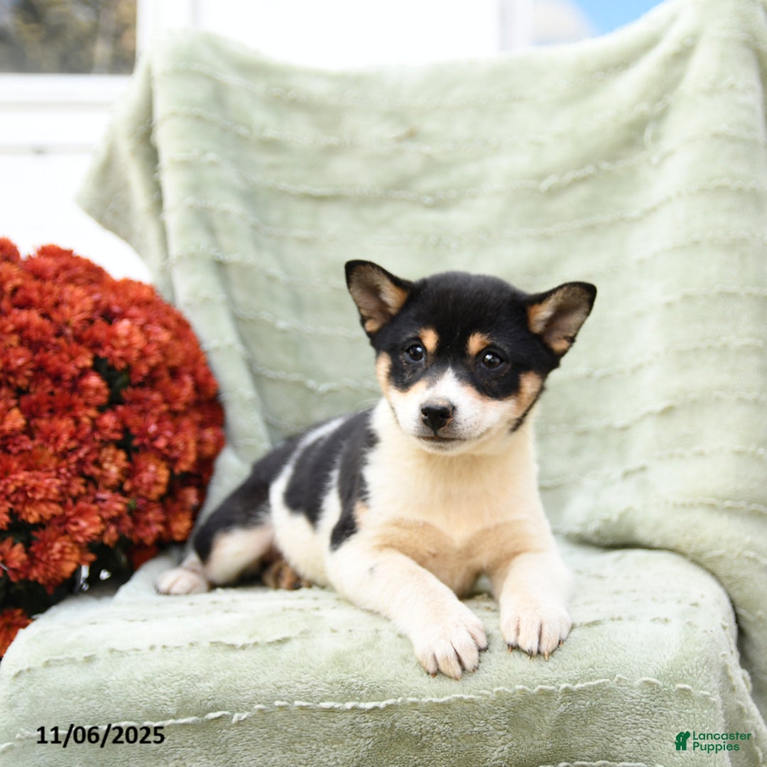 Shiba Inu dogs for sale: Tulip - Ad 3