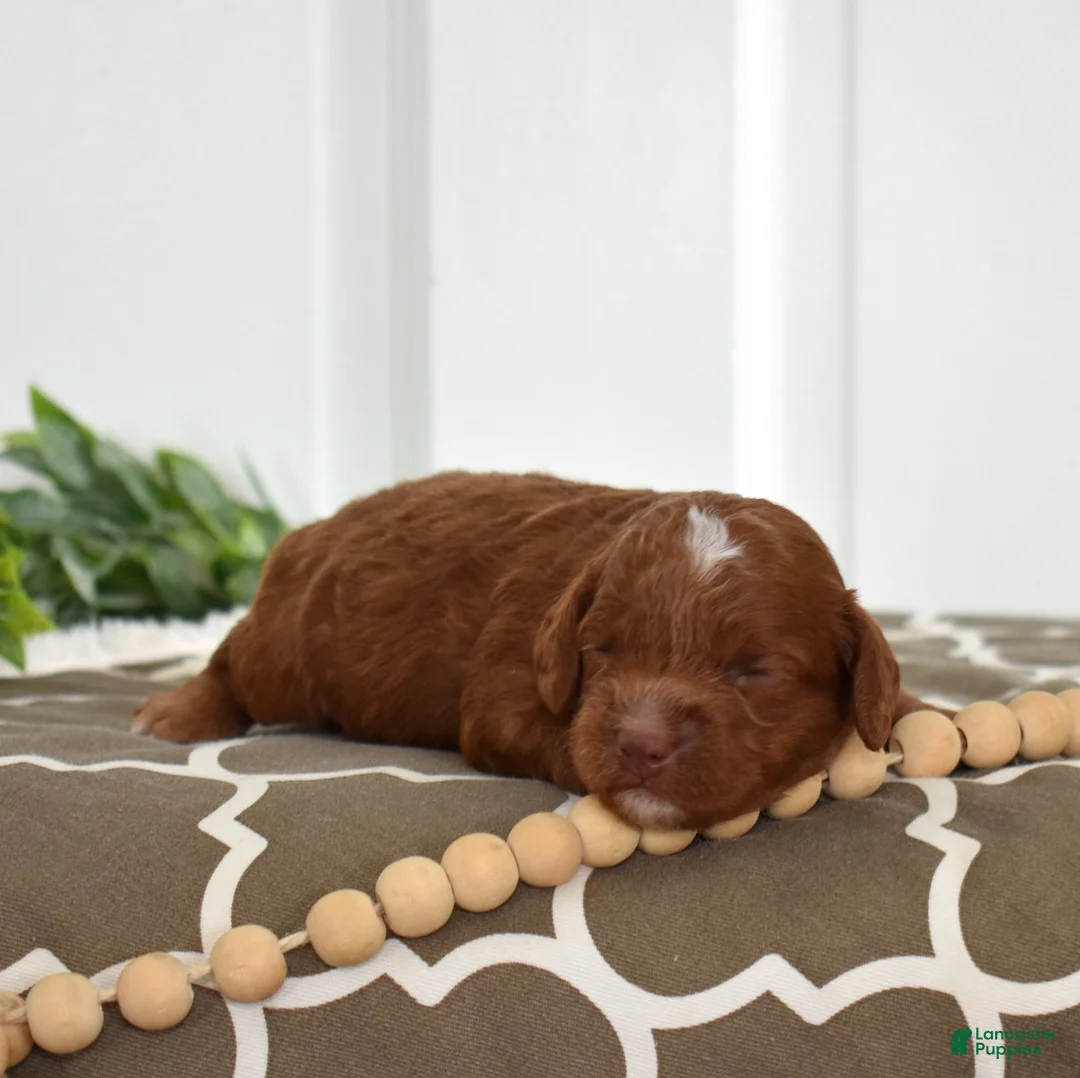 Toy Poodle dogs for sale: Colby - Ad 5