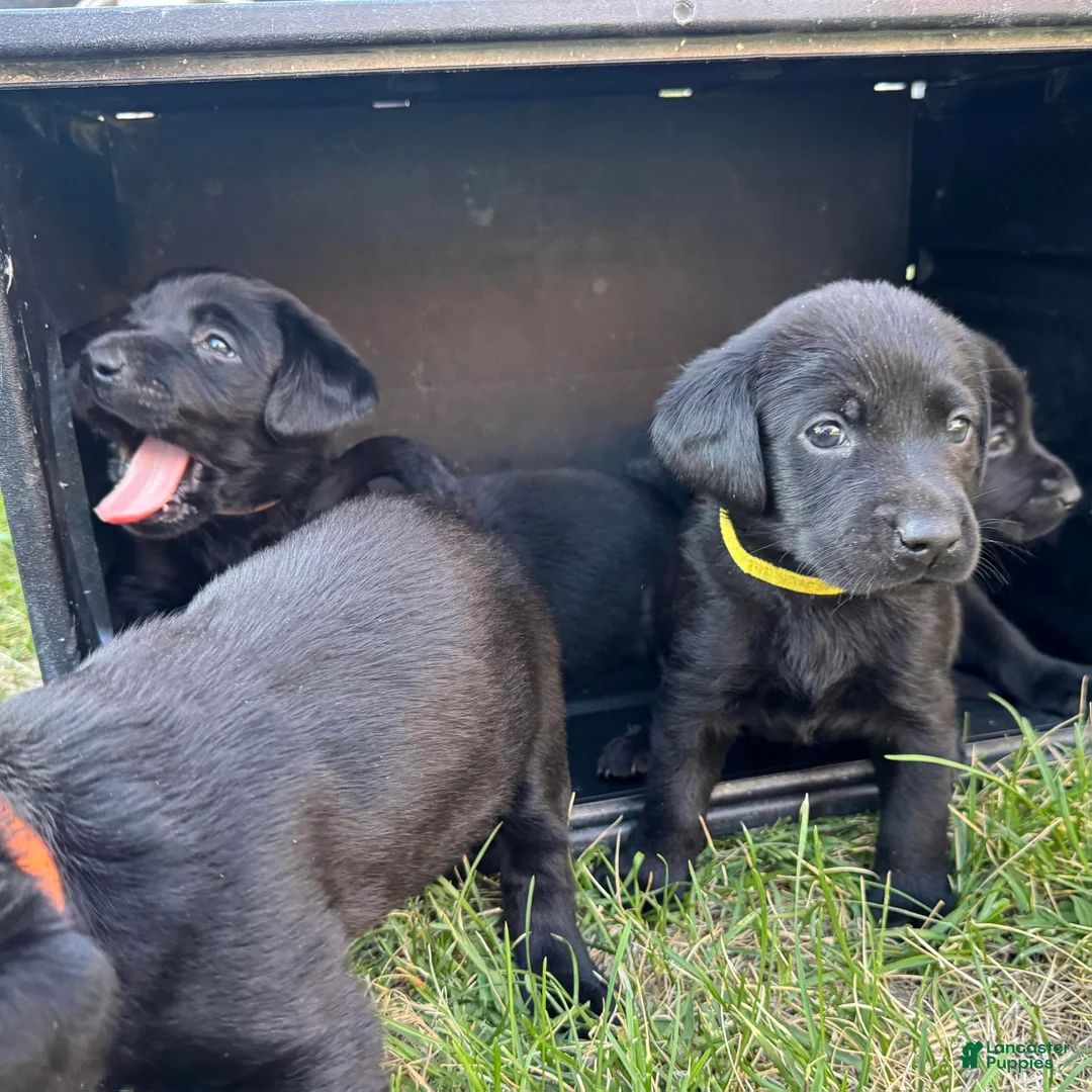 Labrador Retriever dogs for sale: Yellow Collar Labrador Retriever Puppy 8 - Ad 1