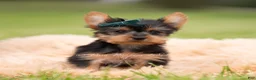 Yorkshire Terrier dogs for sale: Scotty - Ad 6