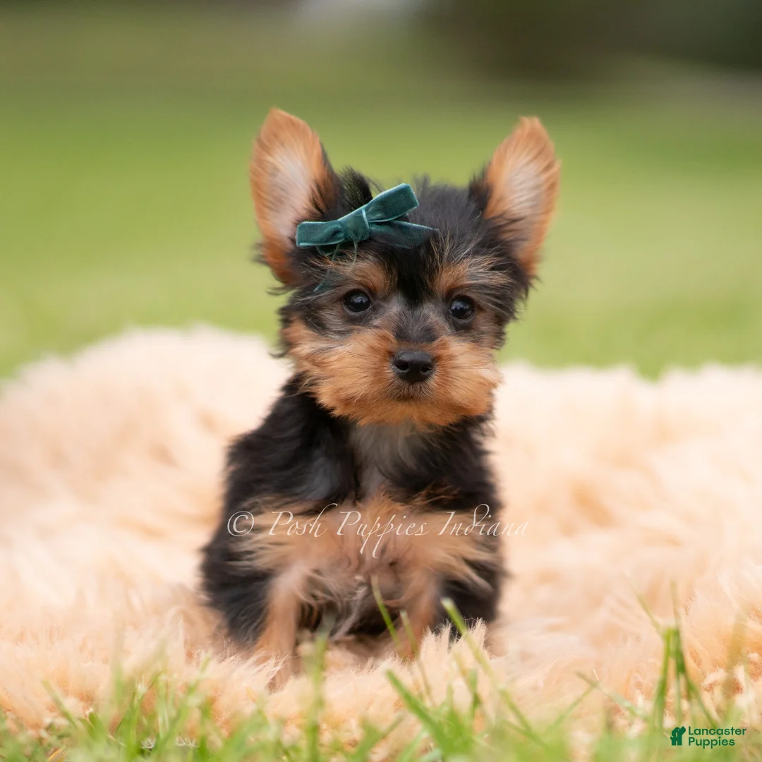 Yorkshire Terrier dogs for sale: Scotty - Ad 6