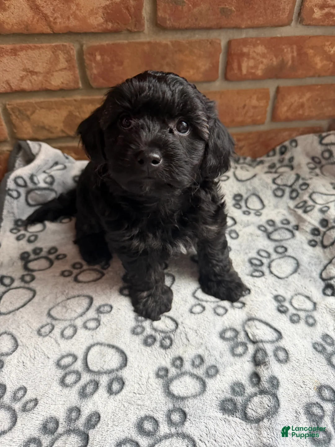 Yorkiepoo dogs for sale: Yorkiepoo IRINUS - Ad 2