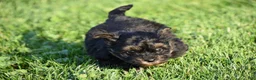 Mixed Breed dogs for sale: Stoker - Ad 13
