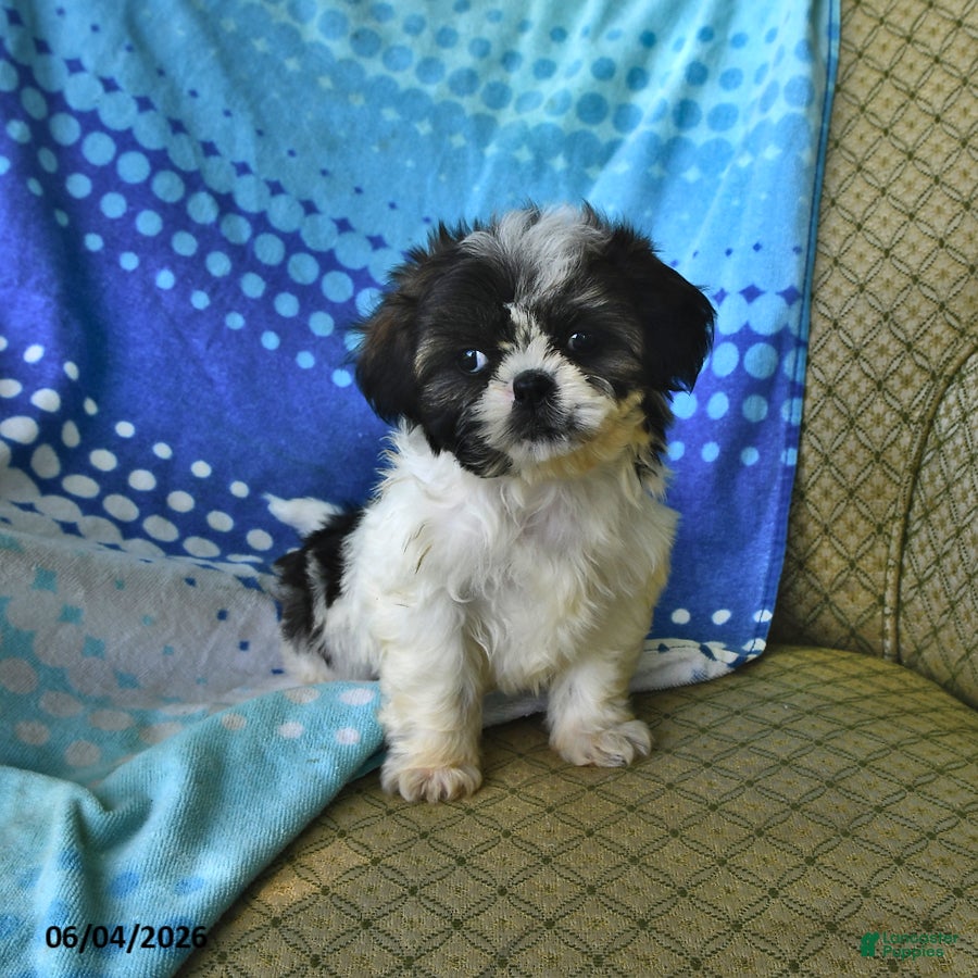 Shih Tzu dogs Jeremiah - Ad 1