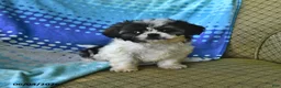 Shih Tzu dogs for sale: Jeremiah - Ad 8