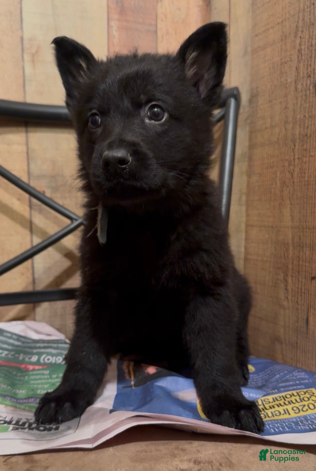 German Shepherd dogs TIC TAC - Ad 1