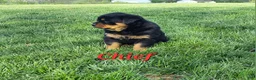 Rottweiler dogs for sale: AKC Chief  - Ad 4