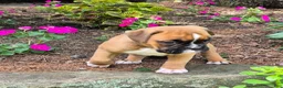 Boxer dogs for sale: Molly  - Ad 3