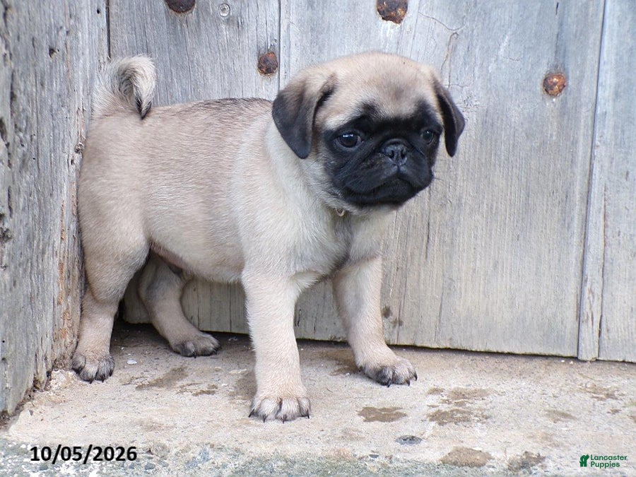 Pug dogs Pumpkin - Ad 2