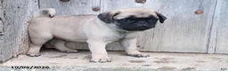 Pug dogs for sale: Pumpkin - Ad 2