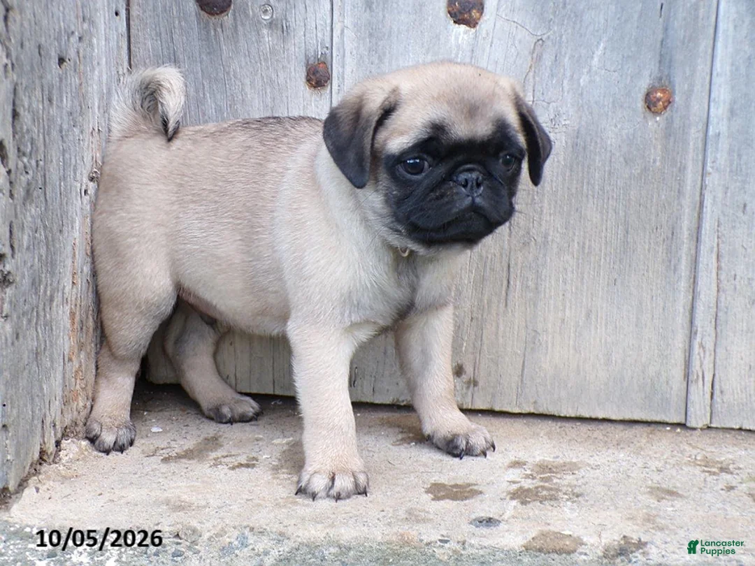 Pug dogs for sale: Pumpkin - Ad 2