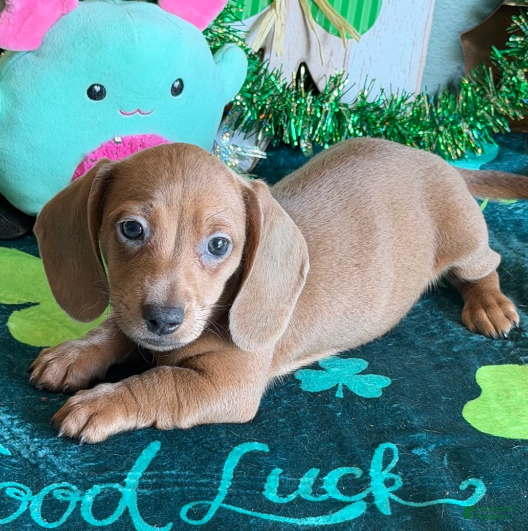 Dachshund dogs for sale: Melba - Ad 2