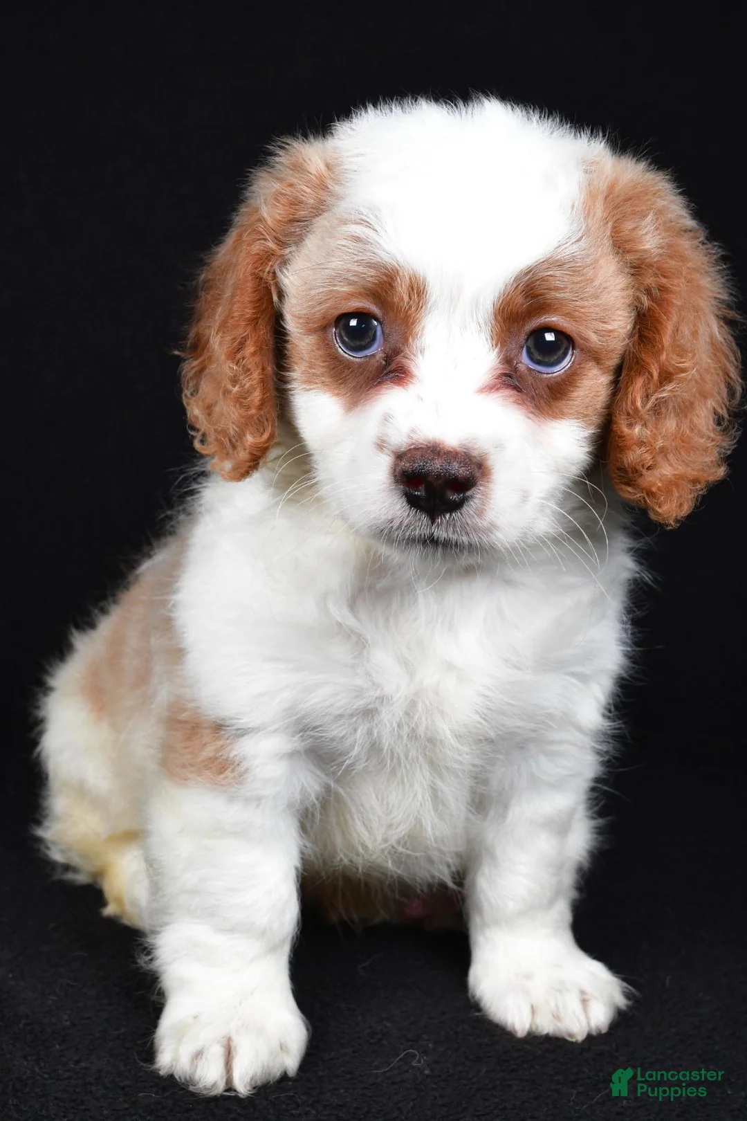 Mixed Breed dogs for sale: Bubbles - Ad 2