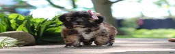 Shih Tzu dogs for sale: Fiona - Ad 4