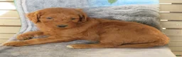Mini Goldendoodle dogs for sale: Coffee - Ad 6