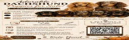 Miniature Dachshund dogs for sale: Miniature Dachshund 3 - Ad 10