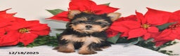 Yorkshire Terrier dogs for sale: Jenny - Ad 5