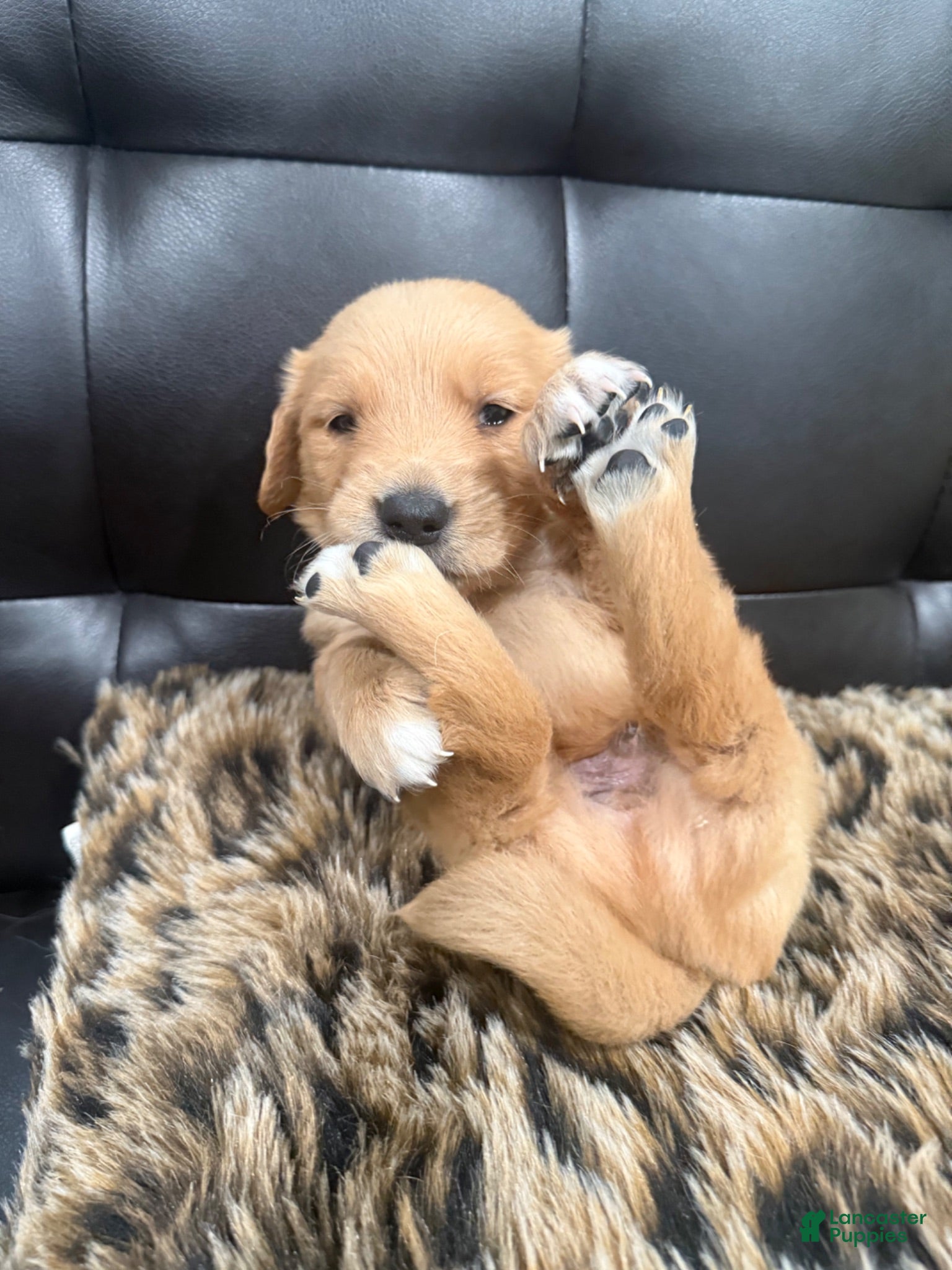 Golden Retriever dogs Golden Retriever 8 available  - Ad 6
